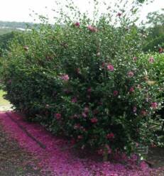 Camellia Sasanqua Paradise Joan