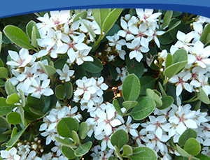 Plant of the Month is Rhaphiolepis Oriental Pearl